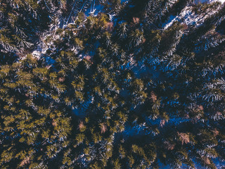 Fototapeta na wymiar Aerial top view background thick winter spruce forest