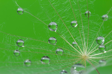 Dandelion with  drops of  water  on a green background close-up macro. abstract background