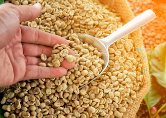 wheat grains in hand