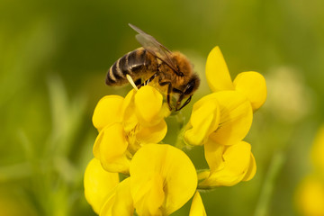 Bee on meadow pea flower. Lathyrus pratensis or meadow vetchling, yellow pea.