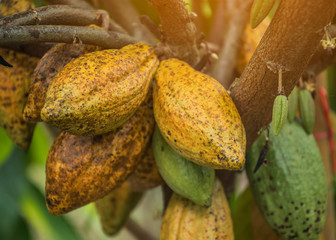 The cocoa tree with fruits. Yellow and green Cocoa pods grow on the tree