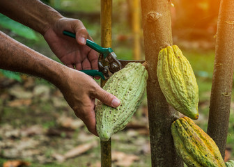 The cocoa tree with fruits. Yellow and green Cocoa pods grow on the tree