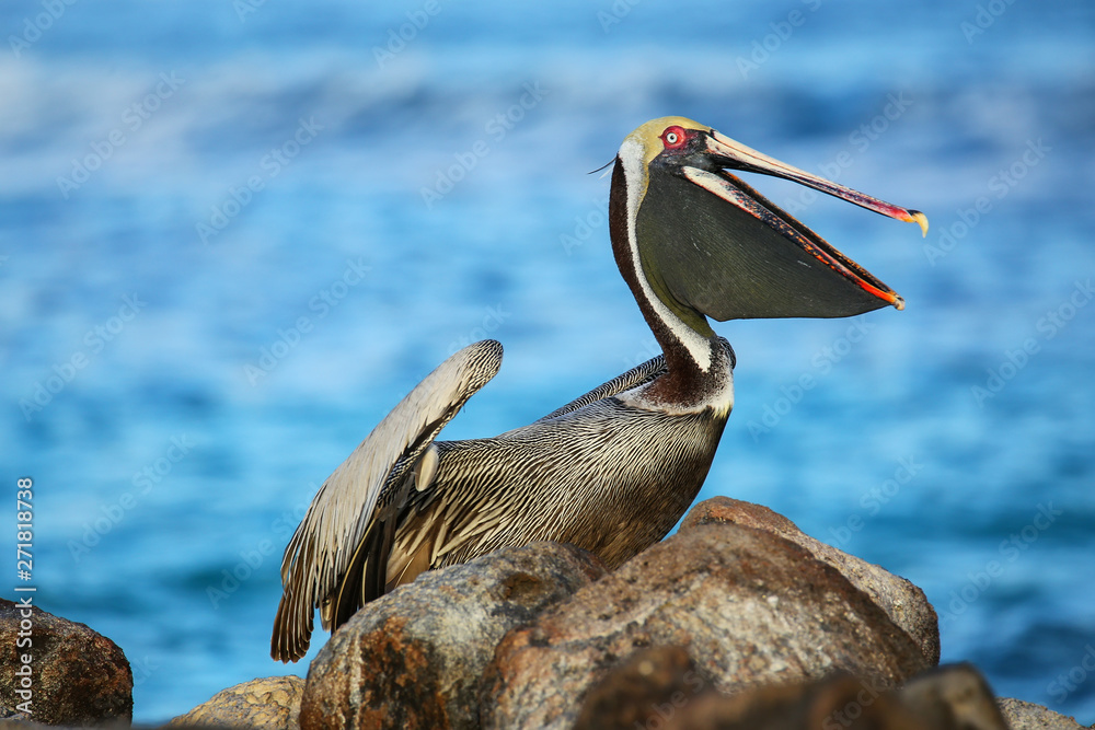 Canvas Prints brown pelican on espanola island, galapagos national park, ecuador