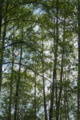 Green leaves in forest on blue sky background