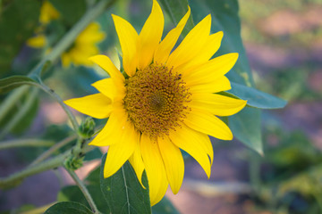 Obraz premium Sunflower close up with green foliage background