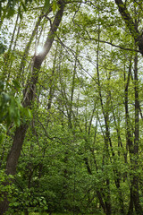 Fototapeta premium Low angle view of green forest with leaves trees
