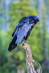 Common raven preening feathers, Yellowstone National Park, Wyoming