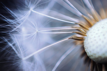 Close up of the seeds of dandelion. Selective focus