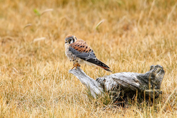 American kestrel sitting on a tree stump