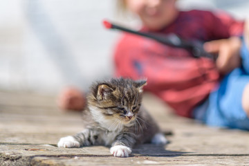 Little wild gray kitten outdoors.