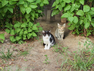 Two stray kittens. One is black and white, the other is gray with stripes.
