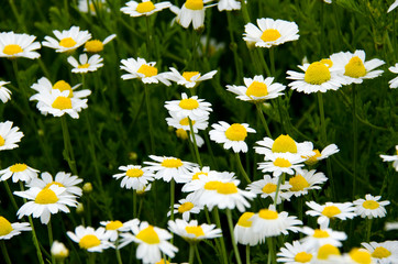 Fototapeta premium Medicinal herbs: White field daisy with green leaves grows in the open air