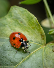 A ladybird sitting on a green plant in a garden