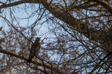 Thrush sits on a tree