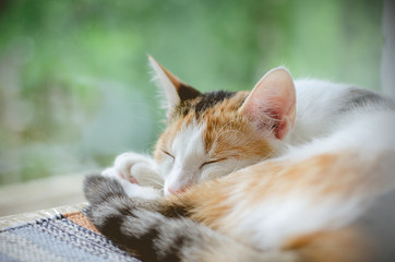 Tricolor cat sleeping near the window. Lazy.