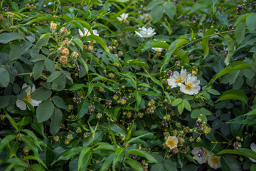 Шиповник и лиана