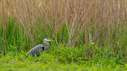 Ein Graureiher steht am Gewässerufer