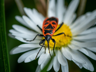 A fire bug sitting on a daisy