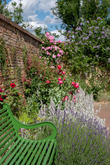 Fototapeta premium Colourful roses at Eastcote House Gardens, historic walled garden maintained by a community of volunteers in the Borough of Hillingdon, London, UK