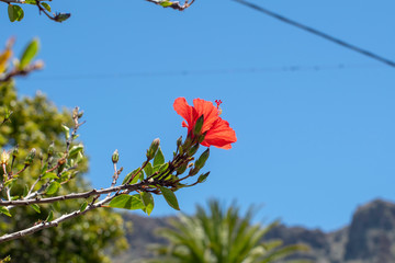 mountain flowers.  c landscape