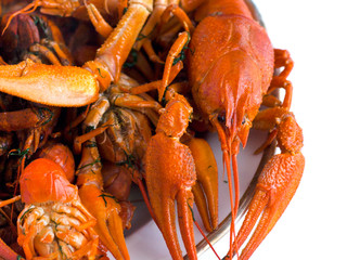 Crustacea,cooked red crayfish in a plate on a white background. European beer delicacy of the arthropod family on a white background 