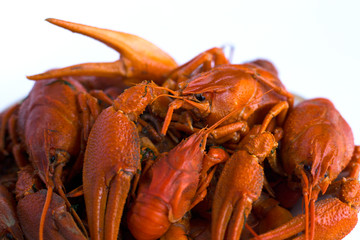 Crustacea,cooked red crayfish in a plate on a white background. European beer delicacy of the arthropod family on a white background 