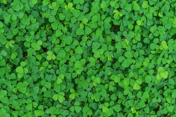 The ground floor of a small green leaf.