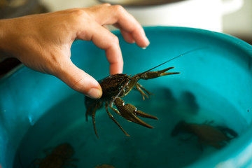 hand pulls live crayfish out of a bowl close-up