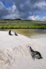 Galapagos sea lions on the beach at Gardner Bay, Espanola Island, Galapagos National park, Ecuador.