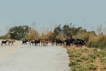 Goats on the mountain road