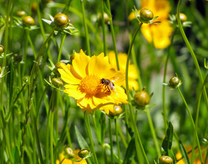  bee sits on a yellow flower of kareopsis                