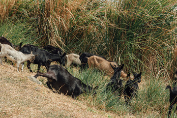 Goats on the mountain road