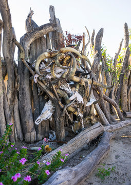Cow Horns, Ondangwa, Namibia