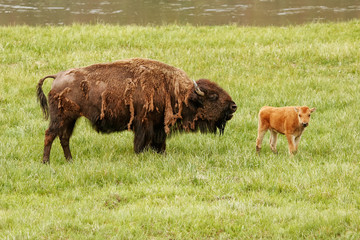 Female bison with a calf standing in a green field, Yellowstone National Park, Wyoming © donyanedomam
