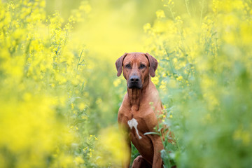 Portrait of a dog among yellow flowers. Rhodesian ridgeback