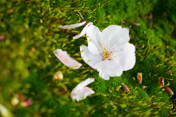 Obraz premium Japan sakura