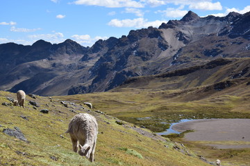 Fototapeta premium Alpacas grazing near Mount Ausangate