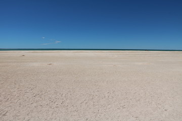 Cockle shells from Shell Beach in the Shark Bay region, Western Australia