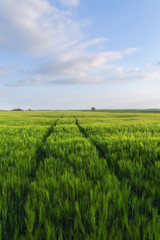 Beautiful green wheat field