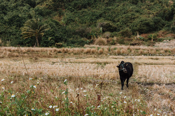 buffalo in field