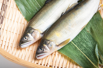 Ayu, japanese sweet fish on white background