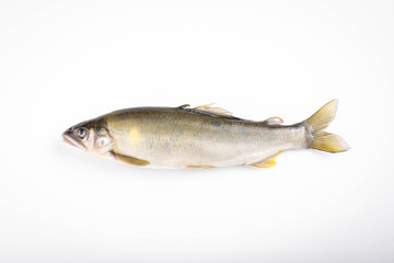 Ayu, japanese sweet fish on white background