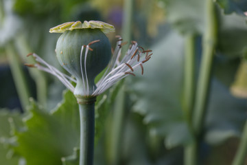 opium poppy