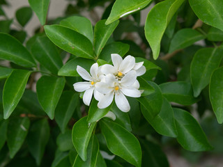 Obraz na płótnie Canvas Orange jasmine or Andaman Satinwood ,Chanese box tree,Cosmetic bark tree