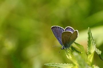 schmetterling