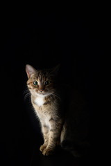 Naklejka na ściany i meble Portrait of a cat on a dark background