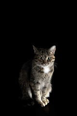 Obraz na płótnie Canvas Portrait of a cat on a dark background