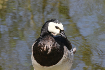 Porträt einer Weißwangengans, Branta leucoposis