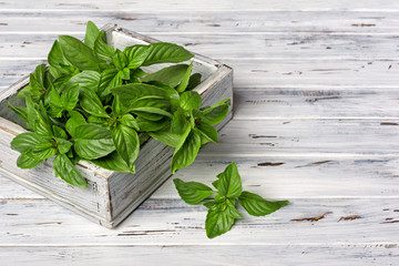 Bunch of fresh green basil leaves in wooden box