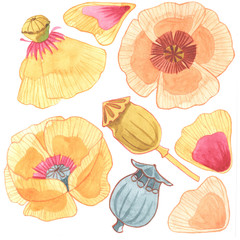 Hand painted watercolor set of  flowers.